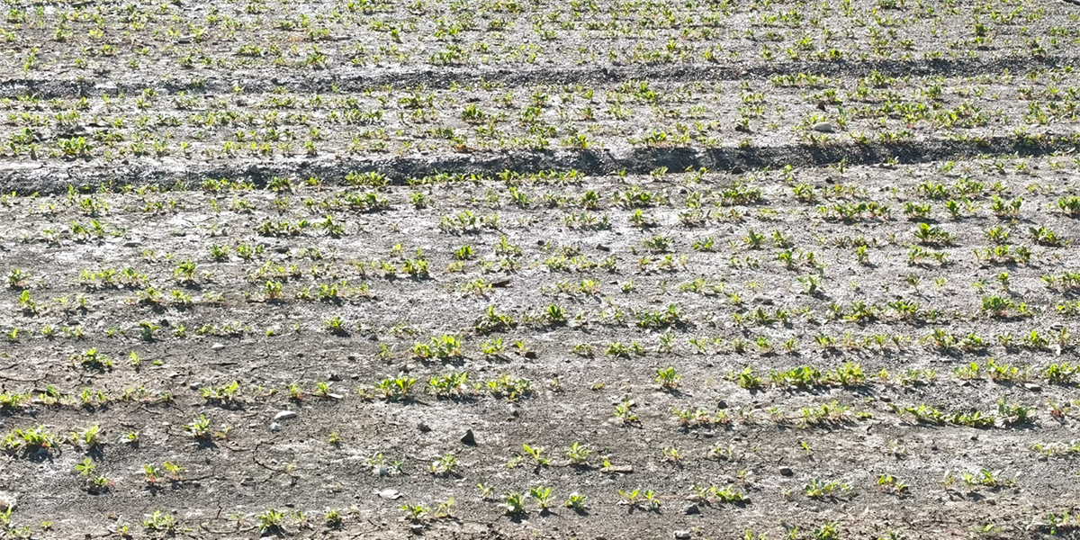 Maltempo in Emilia-Romagna, nuovi danni tra costa e primo entroterra